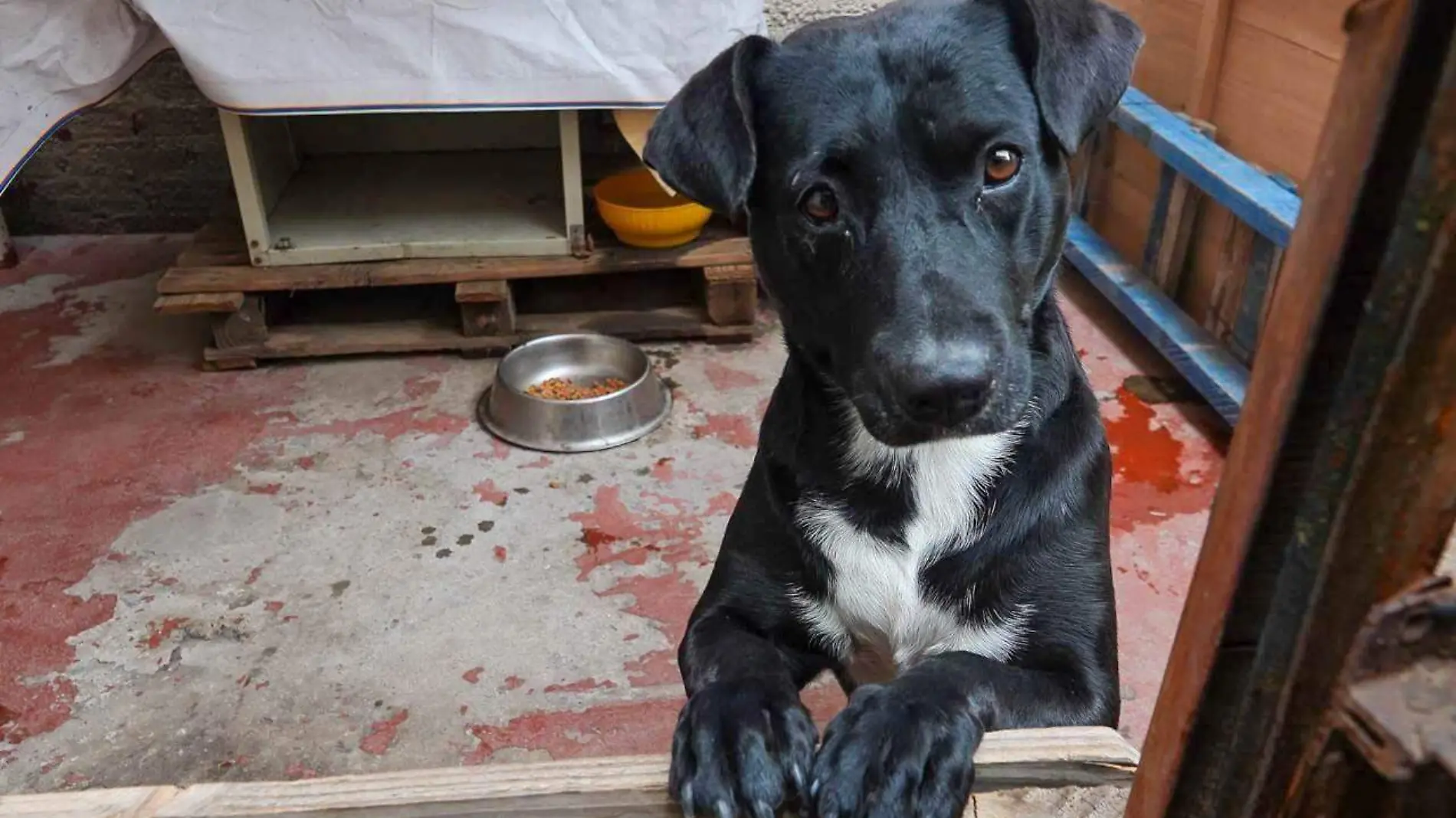 989405_Día del Perro Captura esteriliza libera Iztapalapa-5_impreso